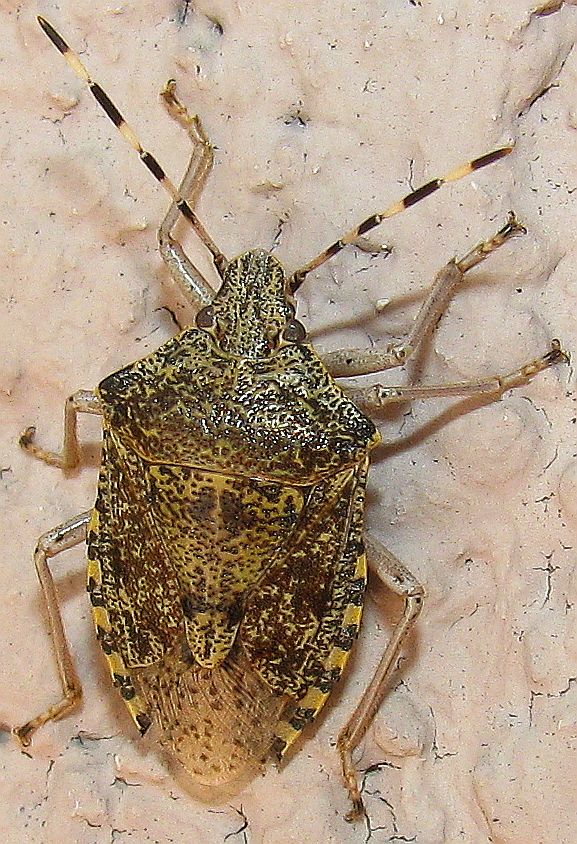 Acantosomatidi: Elasmucha grisea? No, Ragilaster nobulosa